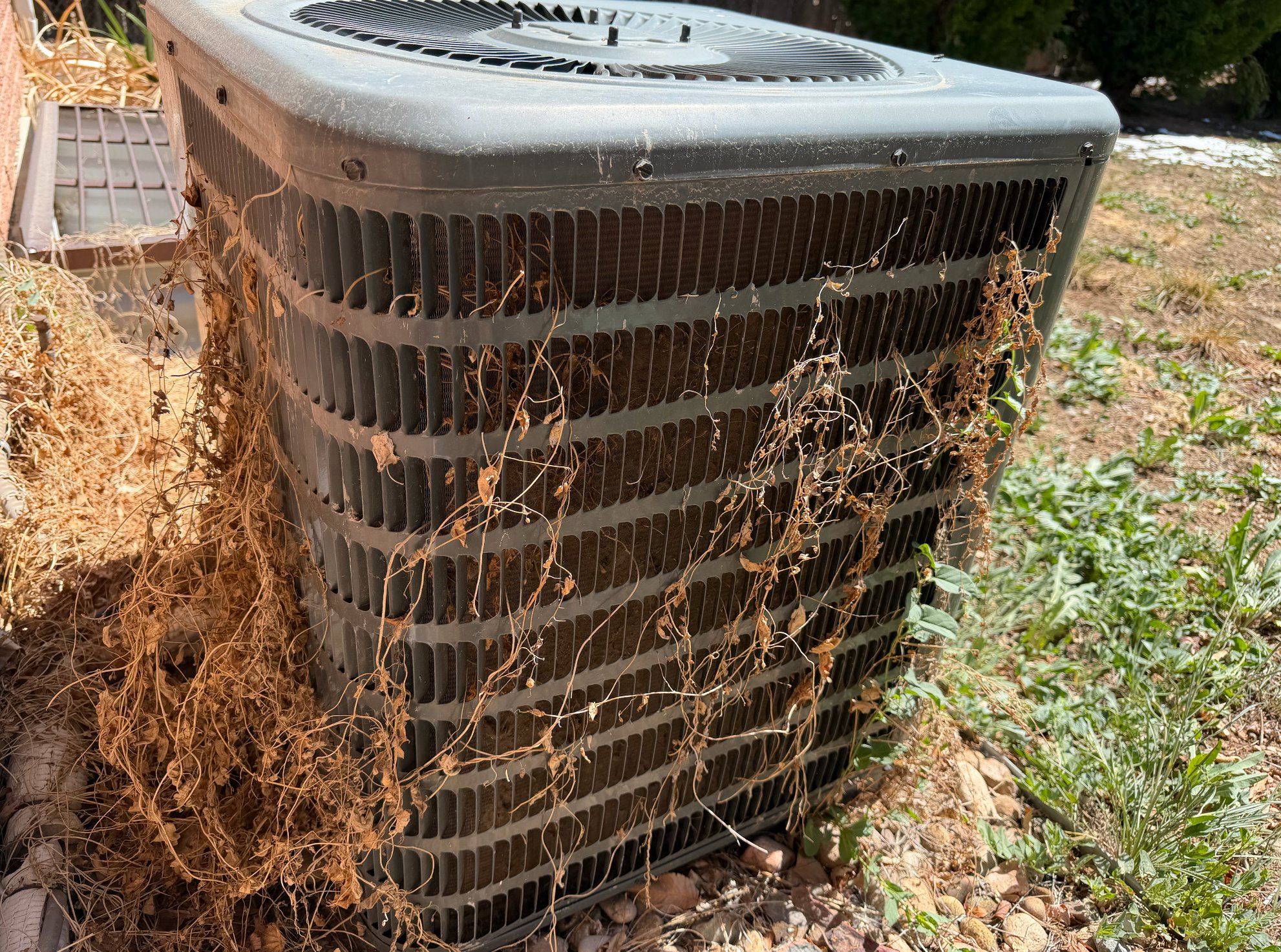 Condenser unit overgrown with vines